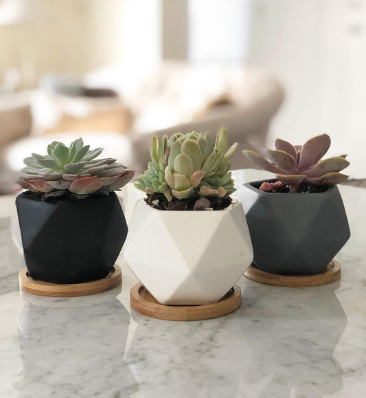 Modern Geometric Ceramic Succulent Pots 3" Planters with Drainage | Bamboo Tray | 3 Pack